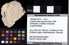 Foto (Objket + Etiketten) von Longodromites angustus (Reuss 1858) 